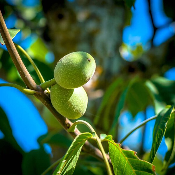 Fresh walnuts on the tree