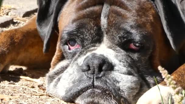 Closeup of german boxer face — Stock Video