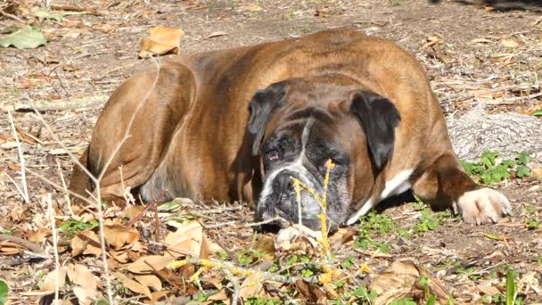 Tysk boxare hund vakna — Stockvideo