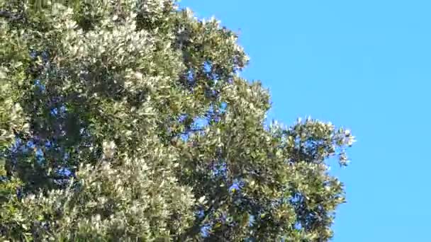 Větví olivovníku shaked vítr — Stock video