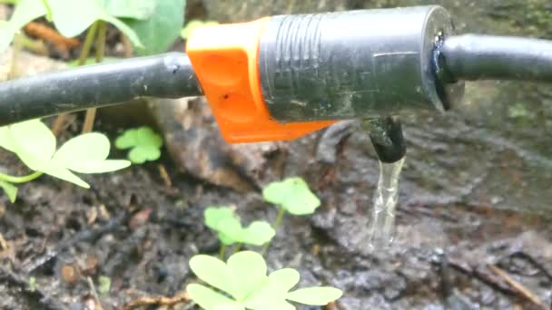 Primo piano dell'irrigazione a goccia — Video Stock