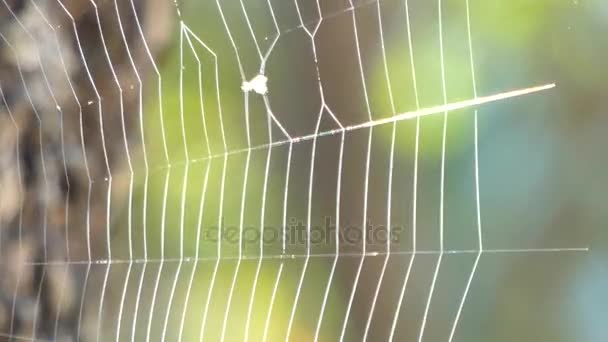 Teia de aranha em um dia ensolarado — Vídeo de Stock