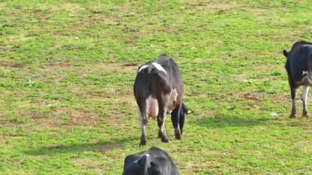 Cows in the meadow — Stock Video