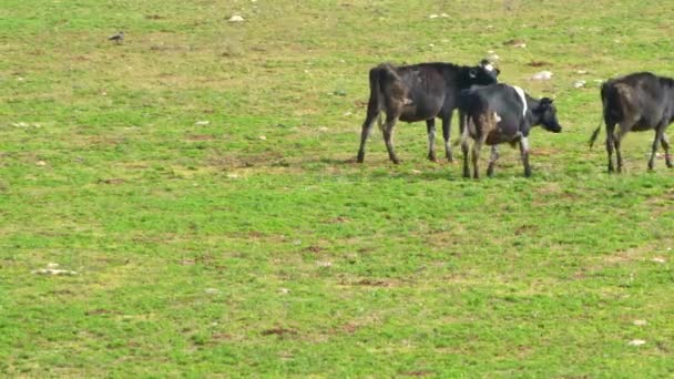 Cows in the meadow — Stock Video