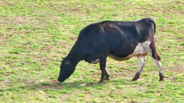 vaches dans la prairie