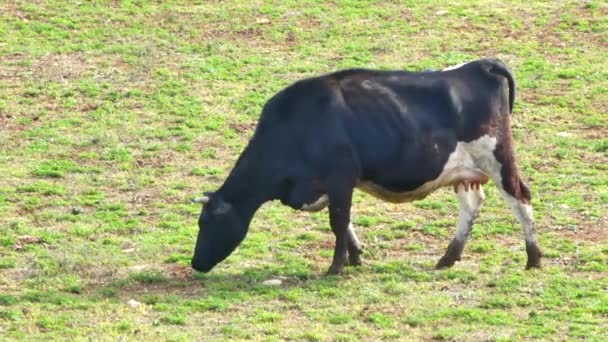 Cows in the meadow — Stock Video