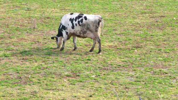 Vacas en el prado — Vídeo de stock