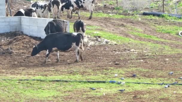 牧场里的奶牛 — 图库视频影像