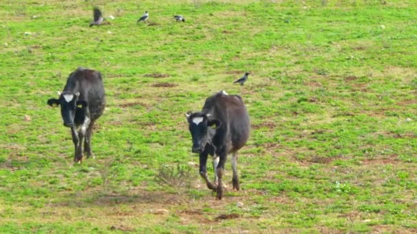 Vacas en el prado — Vídeo de stock