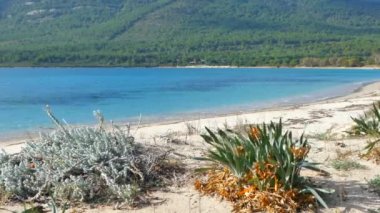 Denizin üzerinde yabani bitki