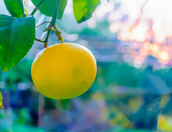 Närbild av grapefrukt på trädet — Stockfoto