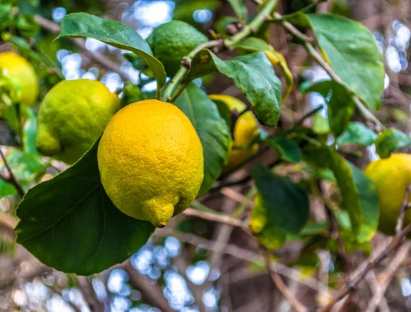 Närbild av citroner på trädet — Stockfoto