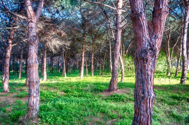 Güneşli bir öğleden sonra ormanda çam