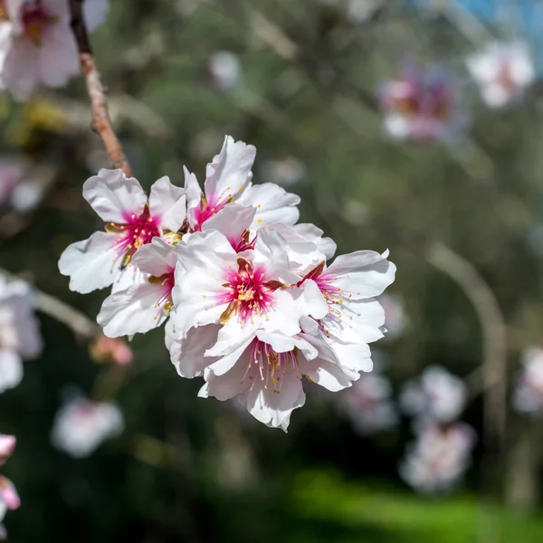 Flores de amêndoa branca na primavera — Fotografia de Stock