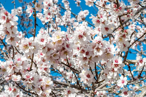 Flores de amêndoa branca na primavera — Fotografia de Stock