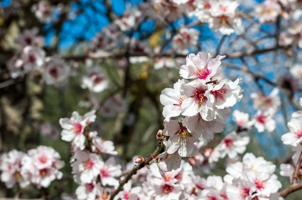 Flores de amêndoa branca na primavera — Fotografia de Stock