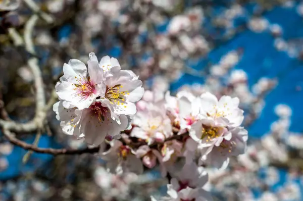 Flores de amêndoa branca na primavera — Fotografia de Stock