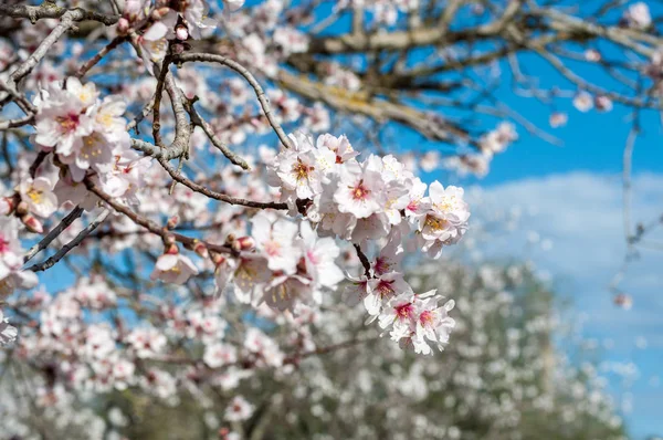Flores de amêndoa branca na primavera — Fotografia de Stock
