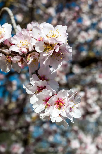 Flores de amêndoa branca na primavera — Fotografia de Stock