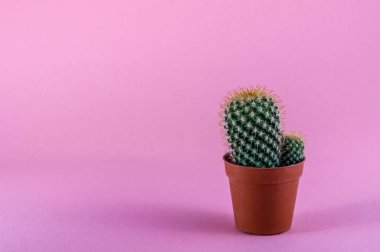 Pembe bir arka plan üzerinde izole kaktüs