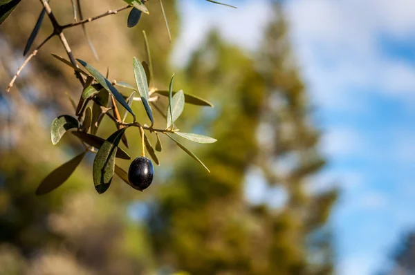 올리브 나무의 — 스톡 사진