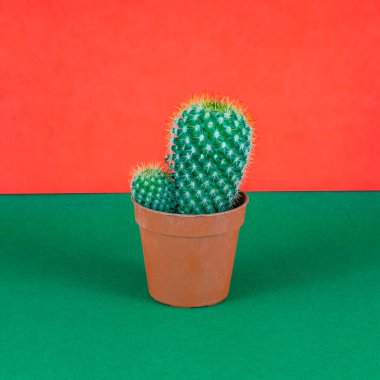 Saksıyı küçük kaktüs closeup