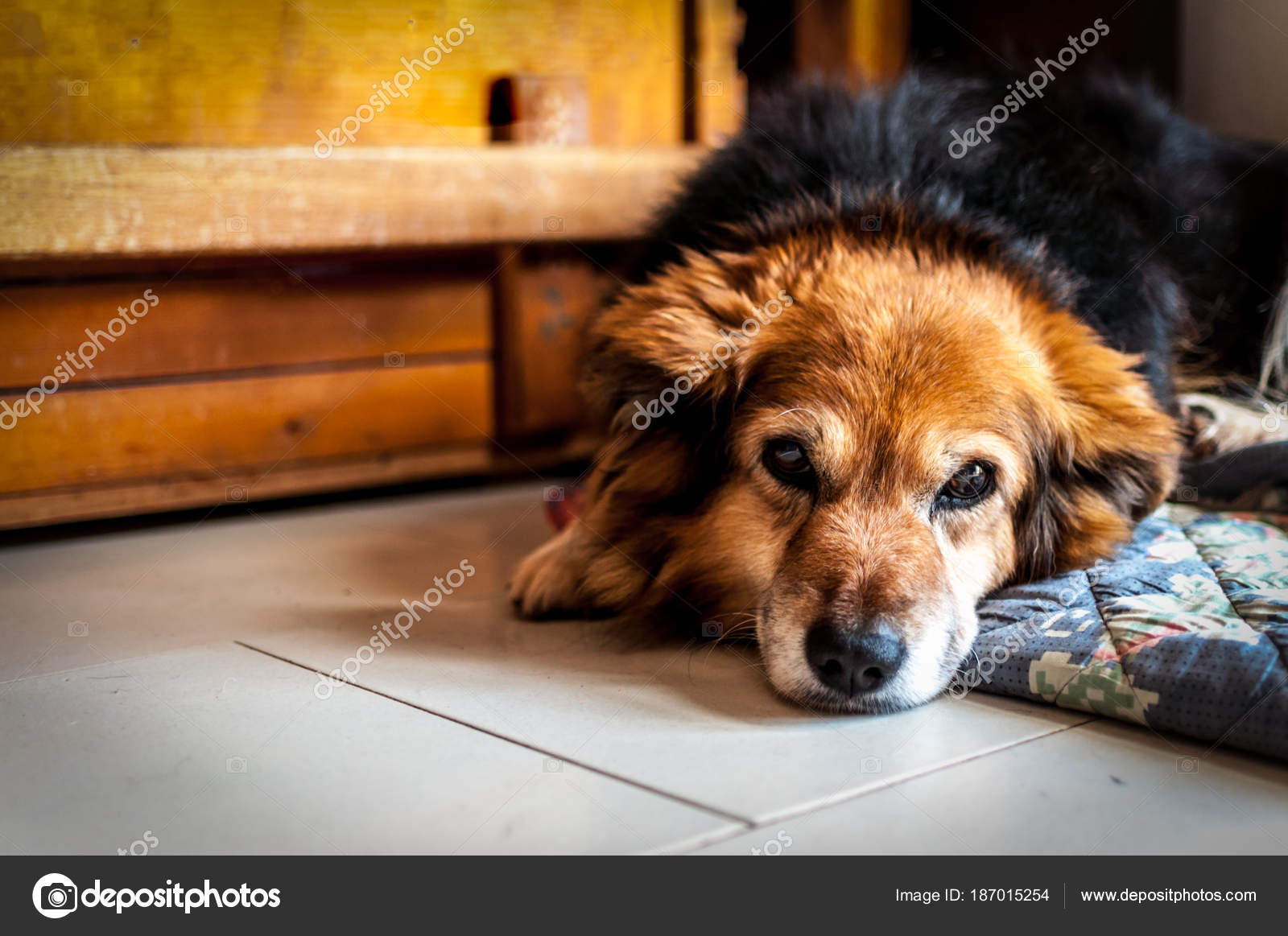 Gros Plan De La Tête Du Petit Chien Bâtard Photographie