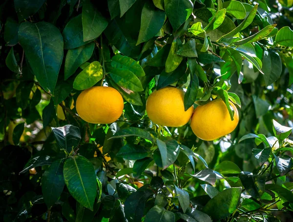Drie grapefruits op de boom — Stockfoto