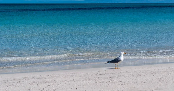 Issız kumsalda yürüyen martı — Stok fotoğraf