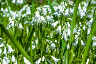 Küçük beyaz alan çiçek closeup
