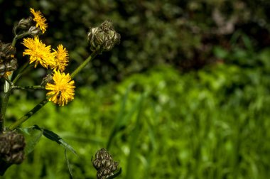 Sarı karahindiba bir çayır içinde closeup