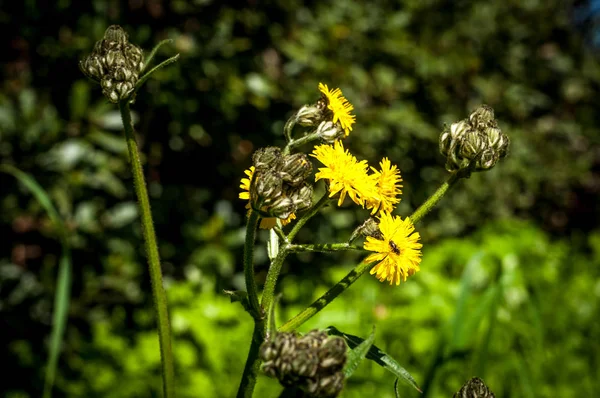 Sarı karahindiba bir çayır içinde closeup — Stok fotoğraf