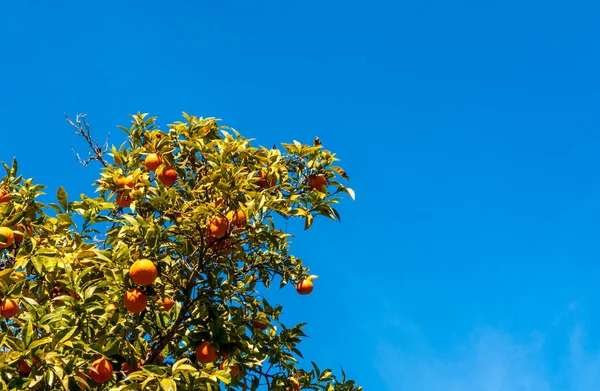 Apelsiner på trädet på våren — Stockfoto
