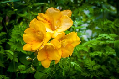 bir bahçede sarı Frezya closeup