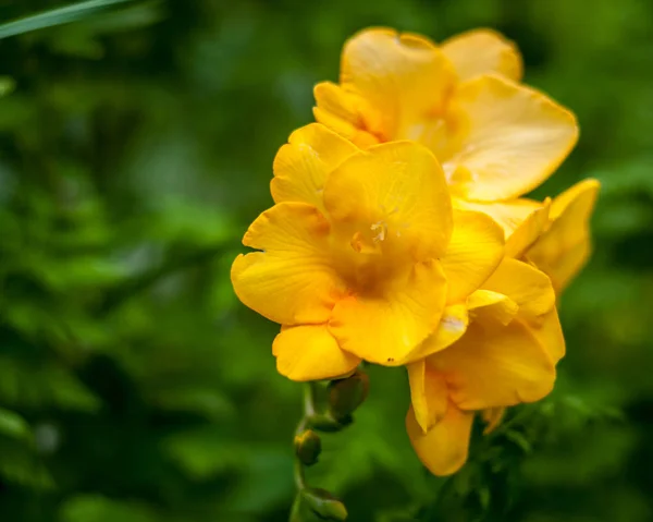 Bir bahçede sarı Frezya closeup — Stok fotoğraf