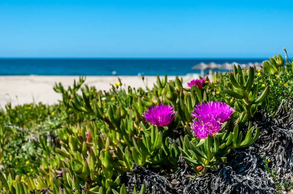 Widok na San Pietro Mare beach w Sardynia — Zdjęcie stockowe