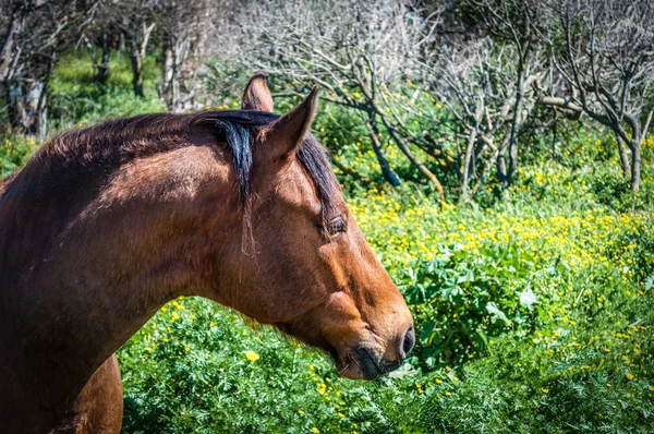 Closeup of horse head in a meadow — Stock Photo, Image