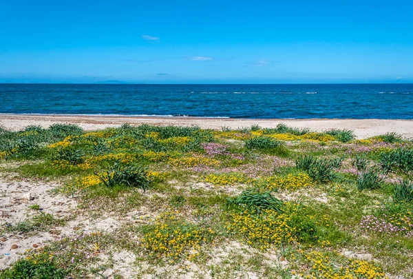 Sardinian beach in spring — Stock Photo, Image