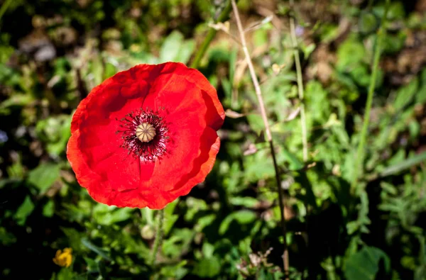 Closeup of poppy in spring — Stock Photo, Image