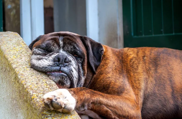 German boxer dog with funny face