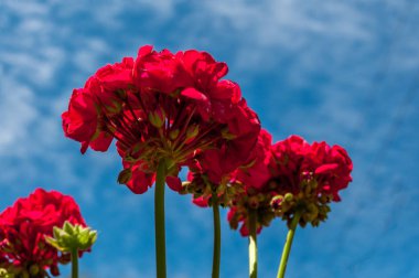 Aşağıdan sardunyalar görüntülendi