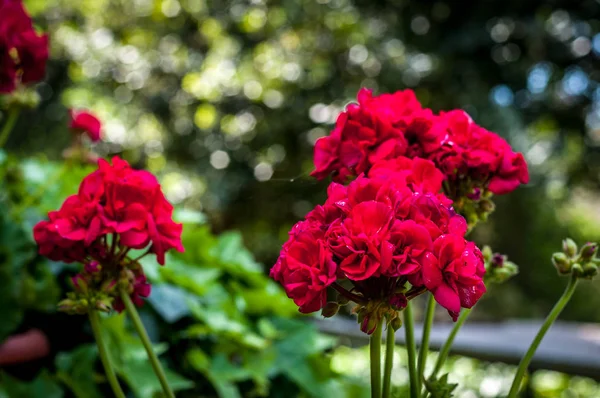 Gerânios vermelhos no jardim — Fotografia de Stock