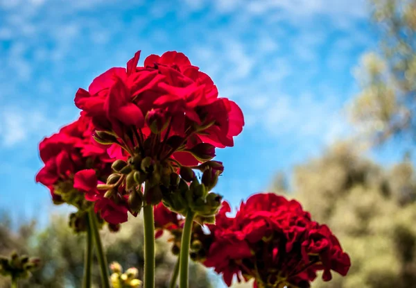 Pelargoner som tittade på underifrån — Stockfoto