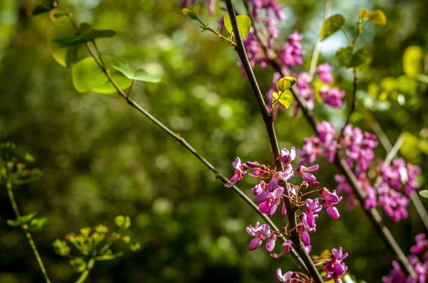 Fechar-se de flores de redbud rosa — Fotografia de Stock