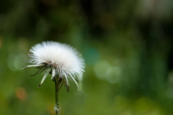 Gros plan de pissenlit blanc — Photo