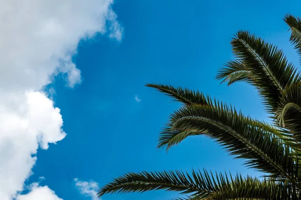 Palmiye yaprakları mavi gökyüzü altında