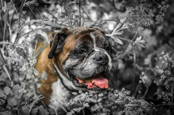 İzole Alman boksör köpek üzerinde doygunluğu azaltılmış arka plan baş — Stok fotoğraf