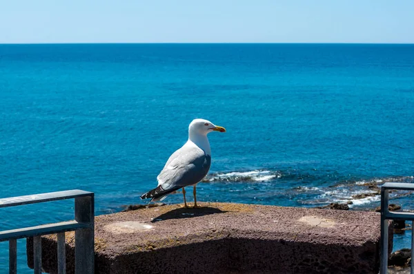 Alghero'da bir ayağı üzerinde martı duran — Stok fotoğraf