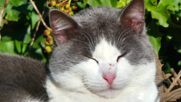 太陽の下でリラックスした白い猫の頭の上の閉鎖 — ストック動画