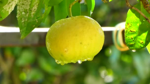 雨の後 木の上のグレープフルーツの閉鎖 — ストック動画